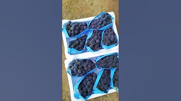 grapes fruit packing #grape #pruning #farming