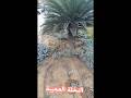 النخلة العجيبة الفائدة فين النخلة العجيبة الفائدة فين