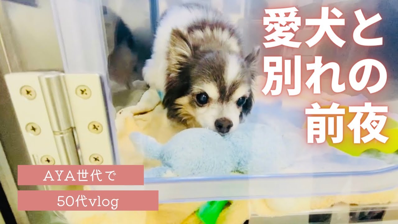 【他界の前日】高齢犬が腎不全・膵炎そして肺塞栓症に…。