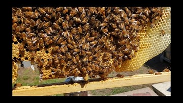 Cutting Queen Cells For Splits Virgin Queens Start Fighting