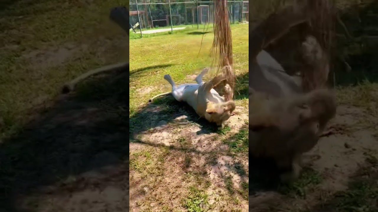 Lion Attacking Tree! FUNNY