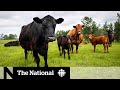 Canadian ranchers forced to sell, slaughter cattle