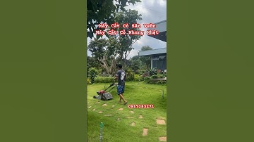 Máy cắt cỏ sân vườn, máy cắt cỏ nhung nhật, máy cắt cỏ lá gừng, máy cắt cỏ Honda Japan, xe cắt cỏ