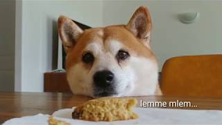 Shiba Inu vs Cookie! 🍪🍪 by James Scurlock 32,208 views 5 years ago 1 minute, 12 seconds