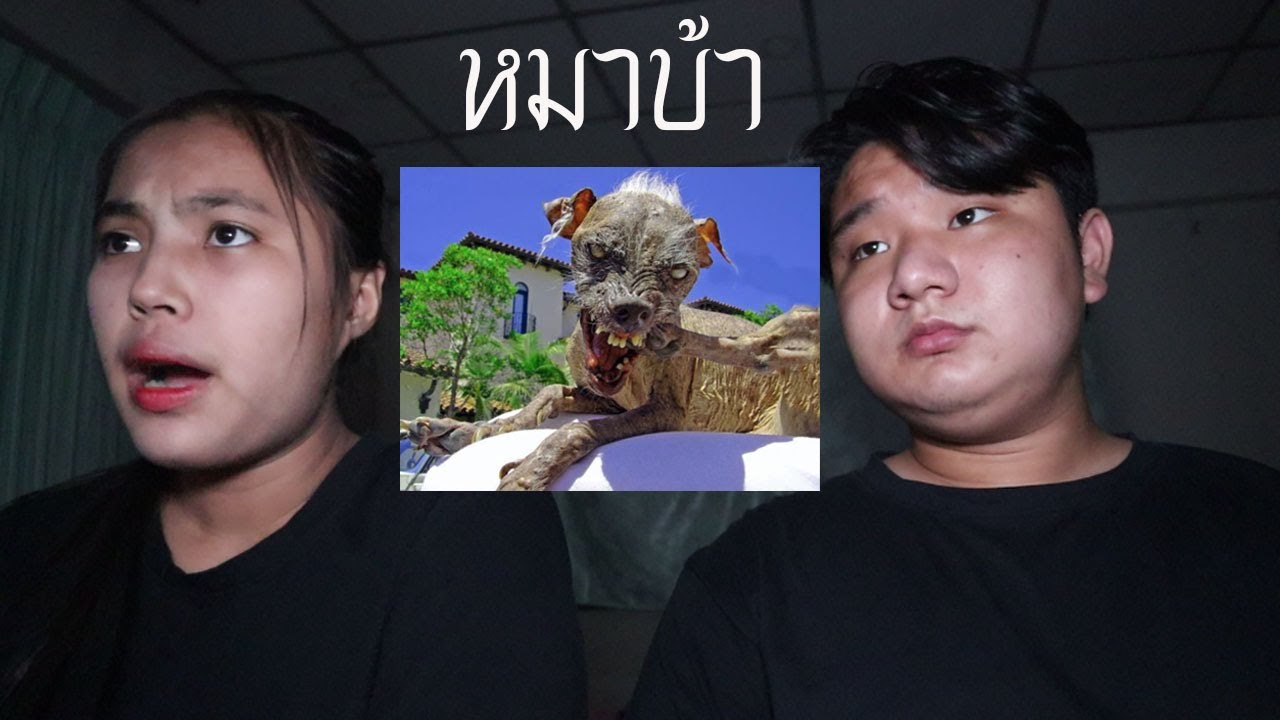 เว้ บ ปี้  New  พวกเราซื้อ หมาบ้า มาจาก Dark Web! | หลอนดาร์กเว็บ EP.35