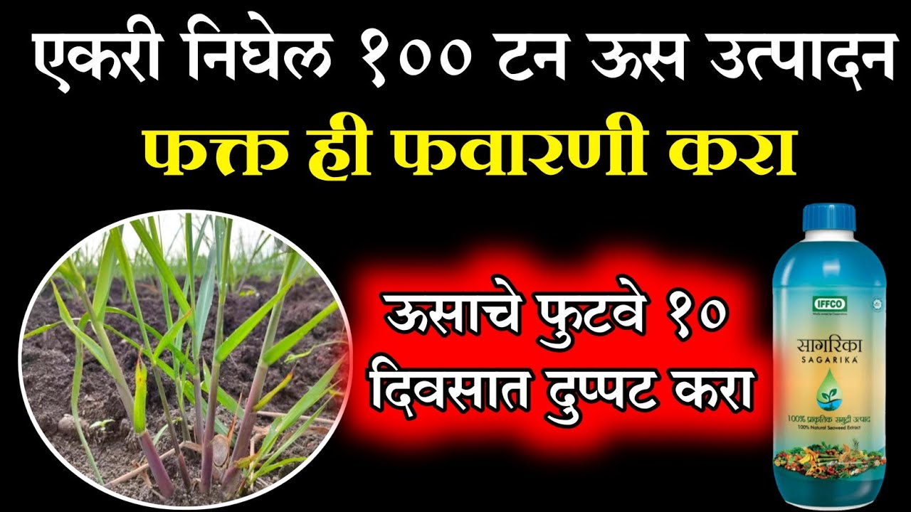 एकरी निघेल १०० टन ऊस उत्पादन || ऊसाचे फुटवे वाढवण्यासाठी रामबाण उपाय || us lagavad