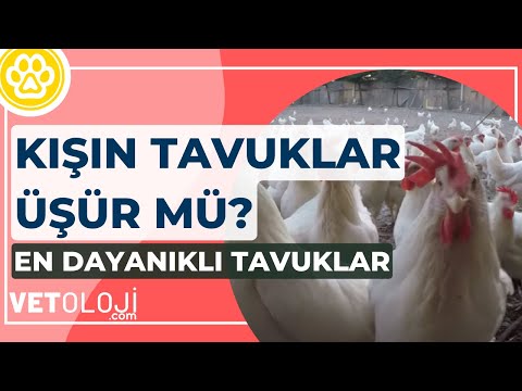 Kışın Tavuklar Üşür mü? - Soğuğa Dayanıklı Tavuk Irkları | Vetoloji