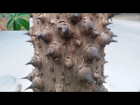 वीडियो: झाड़ियाँ जो पेड़ों के नीचे लगाई जा सकती हैं