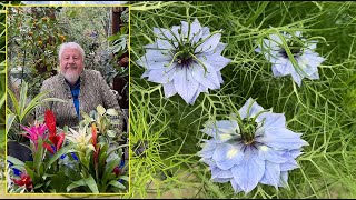 NIGELLE : ANNUELLE AUX FLEURS ÉVANESCENTES ET AUX GRAINES BIENFAISANTES Le Quotidien du Jardin N°328 screenshot 5