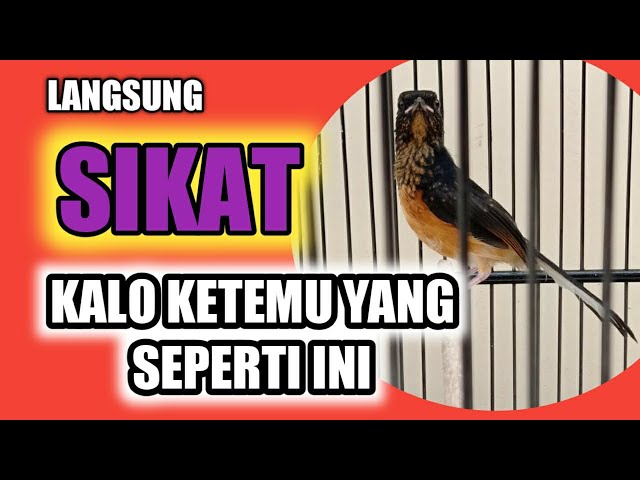 cara memilih trotolan murai batu prospek || how to choose a good stone magpie bird class=