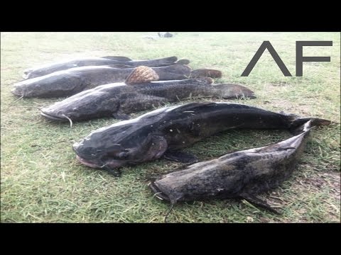 (Catfishing) Fishing Trip: 7/14/16 Pond and River from YouTube · Duration: 12 minutes 2 seconds · 671 views · uploaded on 7/14/2016 · uploaded by Robert Moss Catfishing and Outdoors (Catfishing) Fishing Trip: 7/14/16 Pond and River from YouTube · Duration: 12 minutes 2 seconds · 671 views · uploaded on 7/14/2016 · uploaded by Robert Moss Catfishing and Outdoors