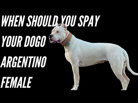 WHEN SHOULD YOU SPAY YOUR DOGO ARGENTINO FEMALE