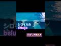 賢い、尊い、美しいそれはシロイルカさん。#癒し #天才 #genius #cute #おすすめ #生き物 #可愛い #kawaii#beautiful #beluga #シロイルカ#aquarium