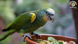 Longevity research with parrots | Loro Parque Fundación