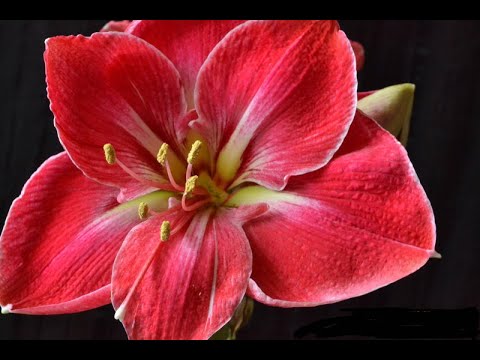 Vídeo: Hippeastrum En Creixement: Preparació I Plantació De Bulbs