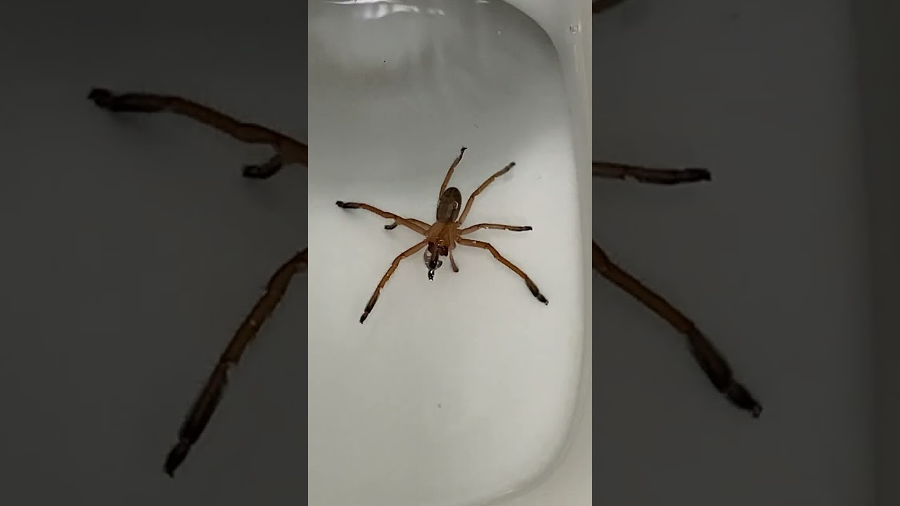 Pourquoi toujours moi !!!!!!!!!! #araignéee #sauvetage #huntsman #lesvideosdeloic #arachnophobie