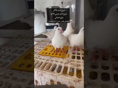 فروخ زاجل الكويت فروخ لاحم الكويت مزارع العبدلي