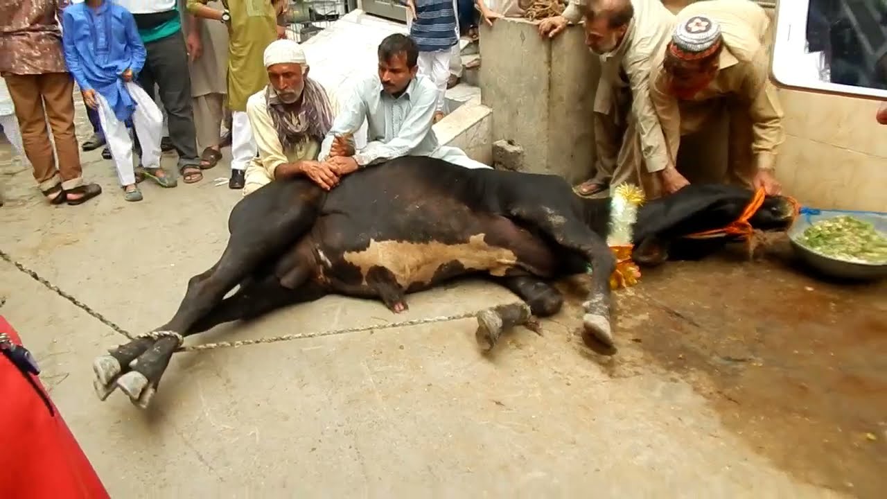 Bull Qurbani in Model Town Part I - Qurbani Videos