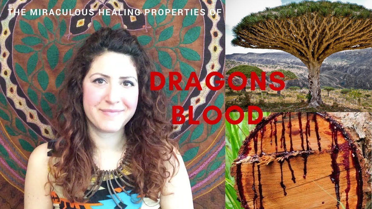 The Miraculous Healing Properties Of Dragons Blood The Shamanatrix