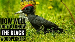 Black woodpecker || Descriptions, Characteristics and Facts!