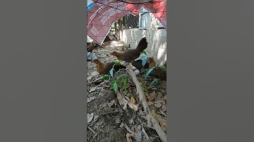 mái tơ🐓 #thứcgàrừng86 #gàrừngtaitrắng #gàrừngrặc