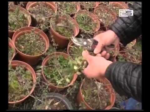 ბათუმში წელს 12 სკვერი მოეწყობა