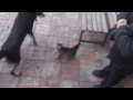 Кошка знает команду &quot;Фас!&quot;/Cat knows the command &quot;FAS&quot;