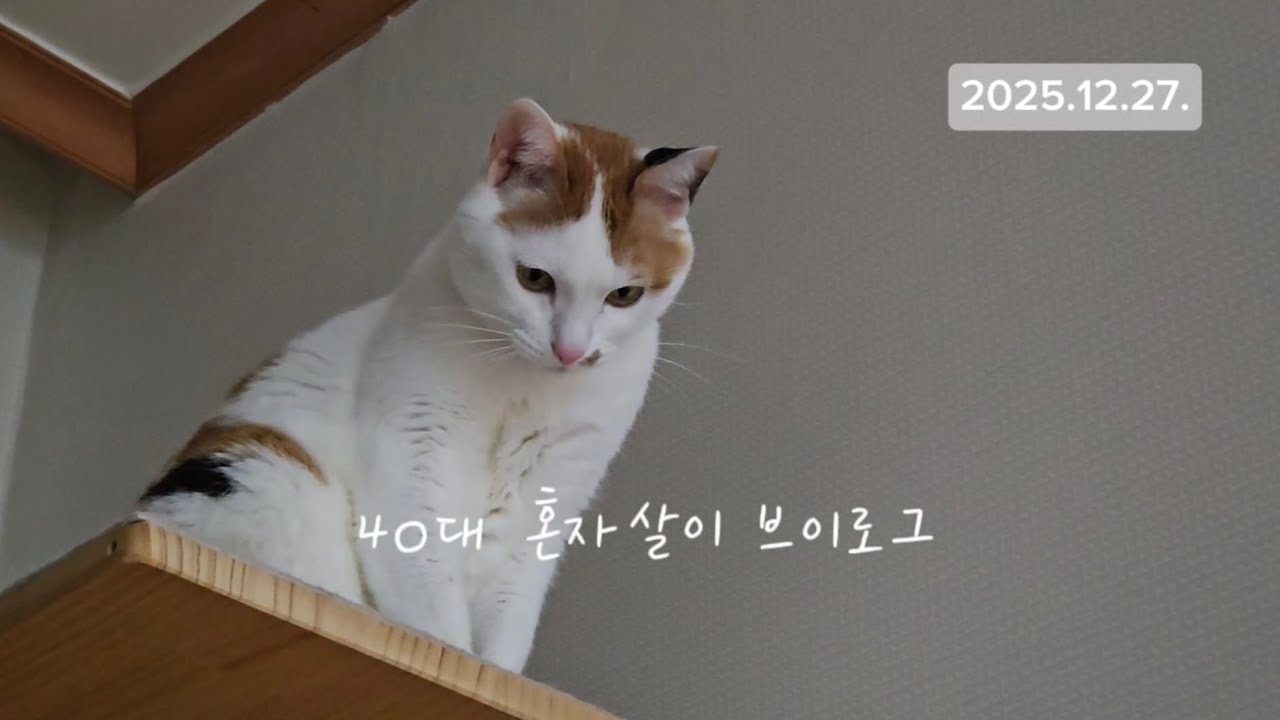 2025년 마지막주. 고양이와 함께사는 1인가구 일상