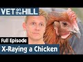 🐔 Suspicious Lump On Chicken Needs Medical Attention | FULL EPISODE | S03E15 | Vet On The Hill