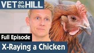 Suspicious Lump On Chicken Needs Medical Attention | FULL EPISODE | S03E15 | Vet On The Hill