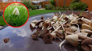 MUSHROOMS in the Lawn?  Why you need to STOP Mowing