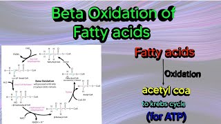 Beta Oxidation of Fatty acids #biochemistry #metabolism #lipid#catabolism #fatty_acids