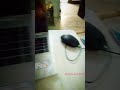 my new laptop only purchese 20000 #gaming gaming laptop pc #pcgaming elitebook pc window 11pro #11