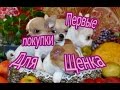 Первые покупки для щенка