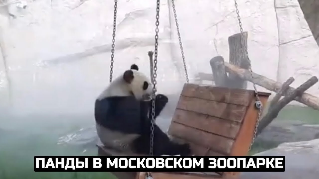 московская панда видео. панда жуи в московском зоопарке. жуи московский зоопарк. панда в москве. московский зоопарк панды жуи и диндин.