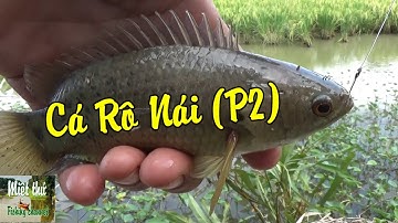 Câu cá ở đám rau muống mọc dưới mương lúa lên cá toàn cá rô mề |Fishing VietNam