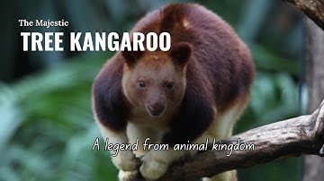 Tree Kangaroos: Masters of the Rainforest Canopy
