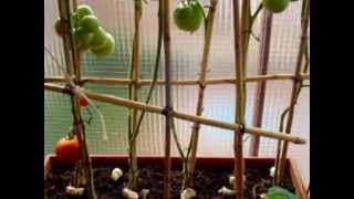 Tomateras en maceta