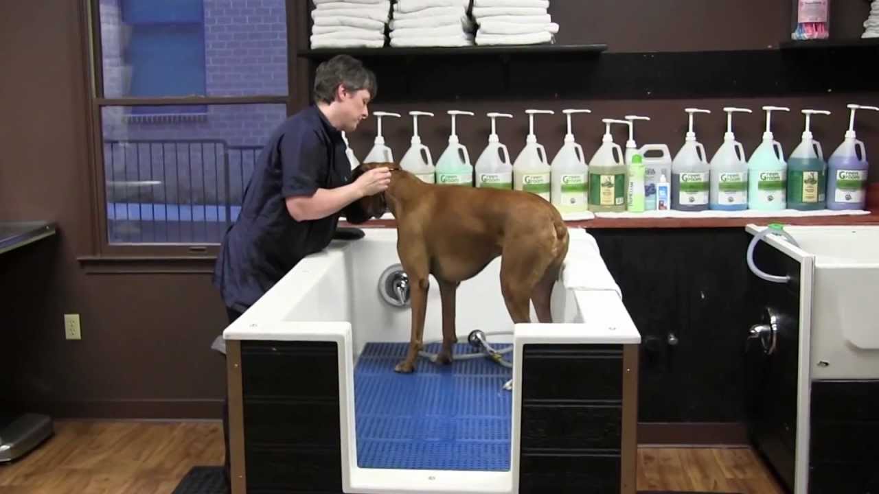 dog grooming salon