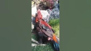 ayam tempel pukul skilat