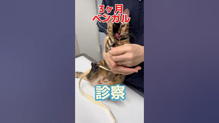 Video 10632101: bengal cat eyes, cat old