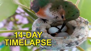 Hummingbird Baby's First Two Weeks in the Nest TIMELAPSE