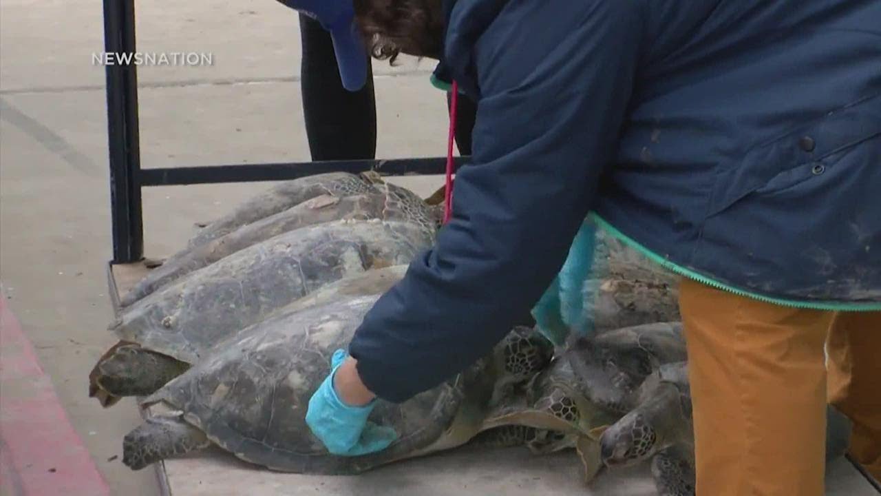 Cold-stunned sea turtles 'warmed up and lively' when released back into ...