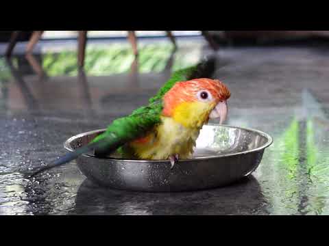Baby Caique parrot taking a bath | birdbath | JC068