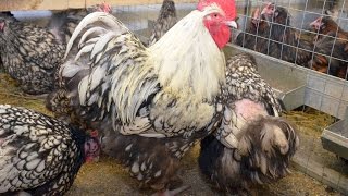 Куры в помещении. Орпингтон, брама, кохинхин в хозяйстве Сергея Фоменко.