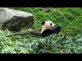 Live: A virtual encounter with giant pandas – Ep.20与国宝大熊猫"云相遇"