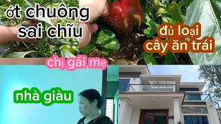 Trầm trồ ngôi nhà quá khang trang và vườn cây ăn quả của bác gái ruột # cuộc sông nông thôn