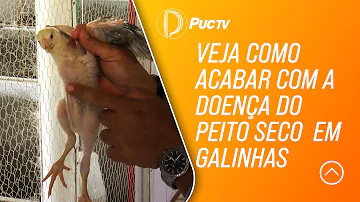 O que pode causar cegueira em pintinhos?