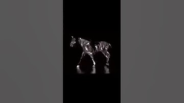 Test your brain-The horse illusion
