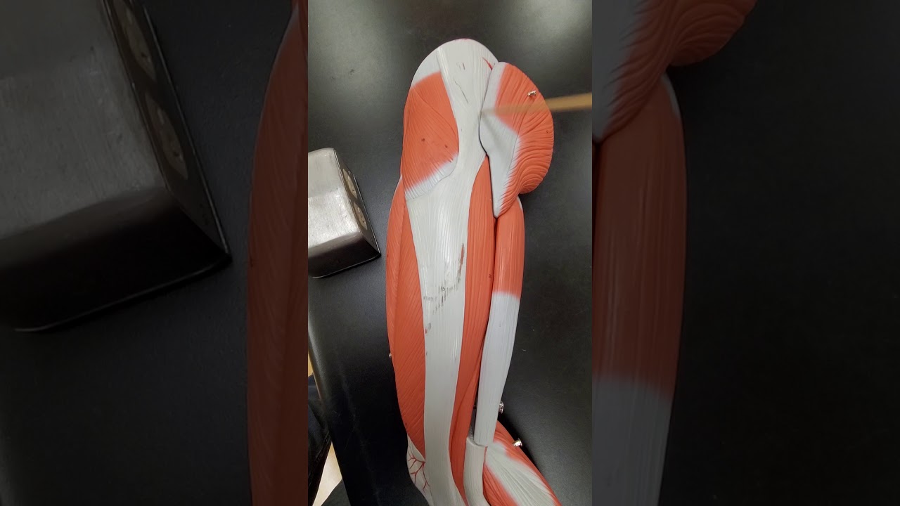 Muscle Lab, мышцы ноги